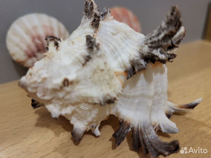 Ракушки красивые поштучно