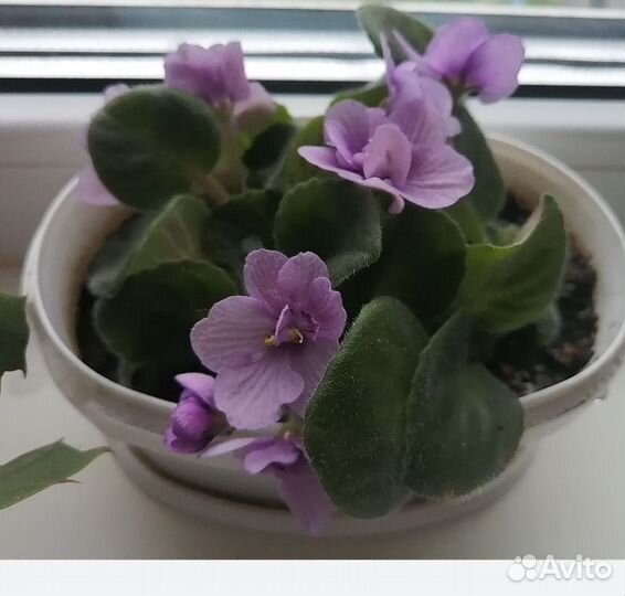 Фиалка глоксинья алое