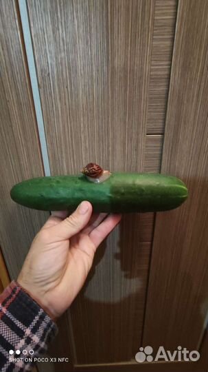 Улитки ахатины маленькие