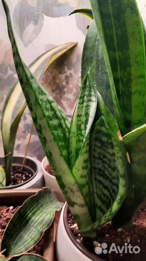 Сансевиерия муншайн каспер