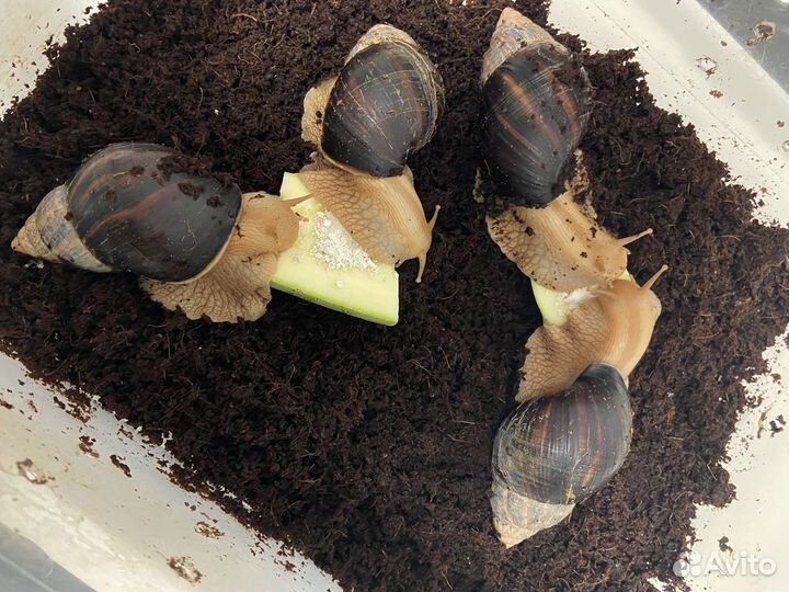 Улитка Ахатина