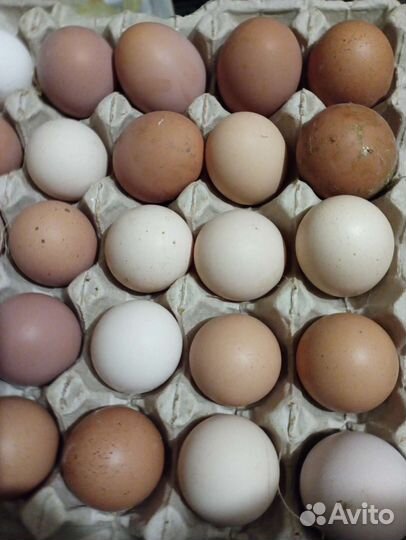 Яйца домашние