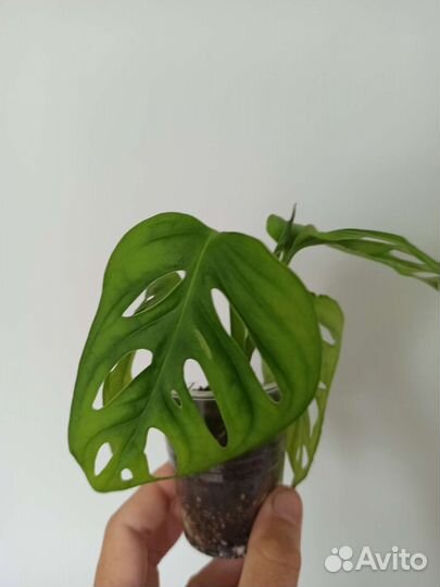 Монстера, эпипремнум, бегония, сингониум