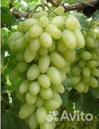 Виноград,саженцы