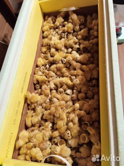 Техасский перепел