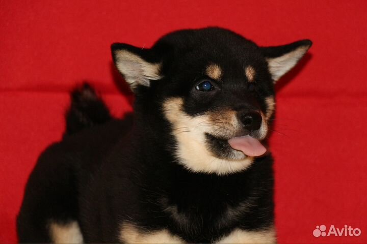 Собака улыбака