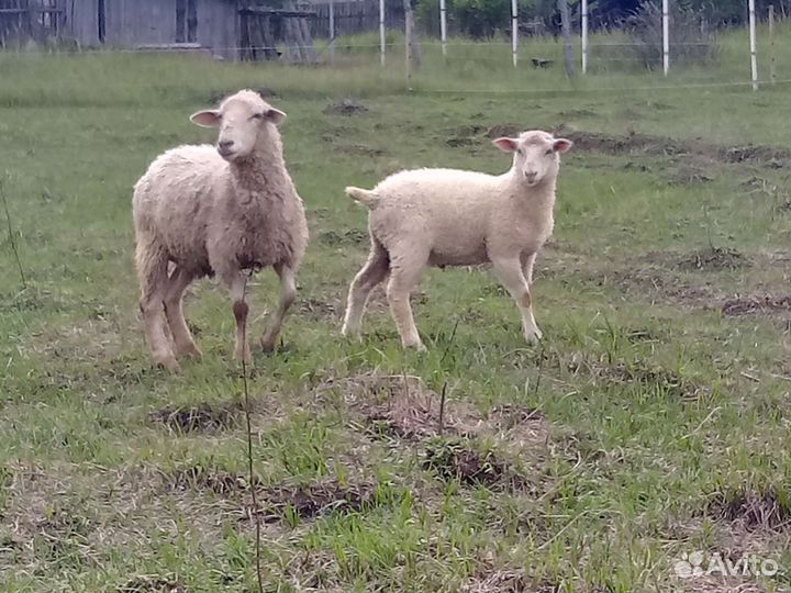 Бараны Овцы Ягнята Тексель Мясных пород овец