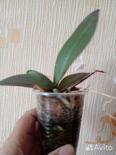 Орхидея фаленопсис мини, белая