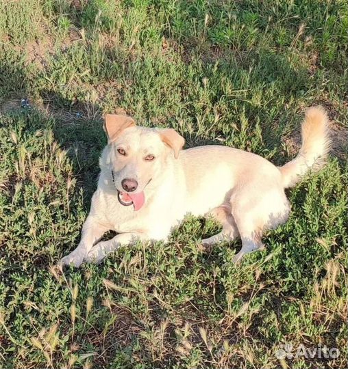 Собака в добрые руки