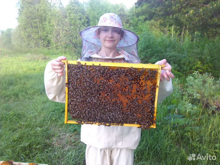 Пчелопакеты