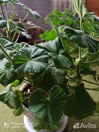 Герань пеларгония