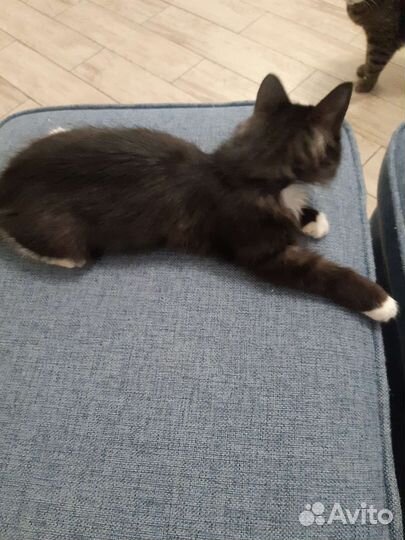 Котик в добрые руки