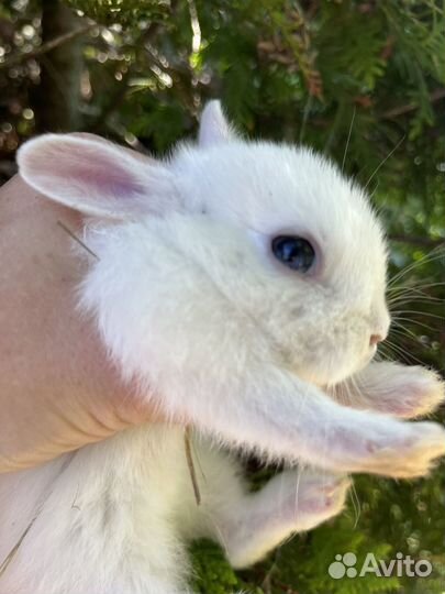 Декоративные кролики