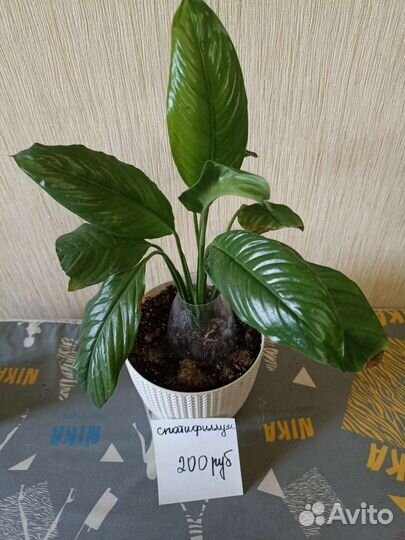 Комнатные цветы