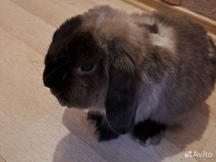 Клетка для кролика