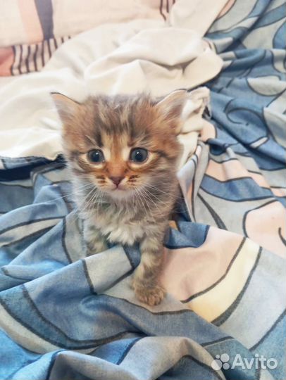 Котята сибирской кошки