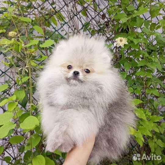 Померанский шпиц мини