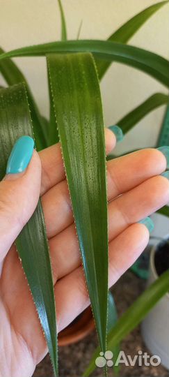 Пальма панданус