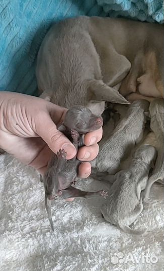 Мини цветные тойчики