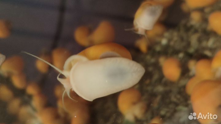 Улитки аквариумные ампулярии