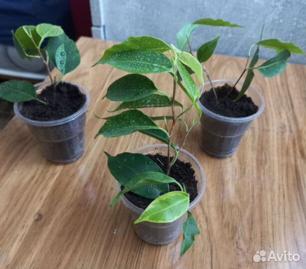 Фикус Бенджамина