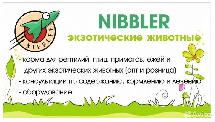 Кормовые насекомые