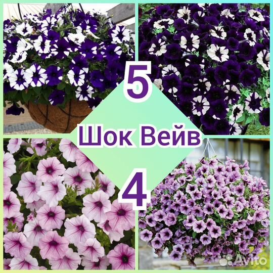 Петуния, максимально красивые сорта