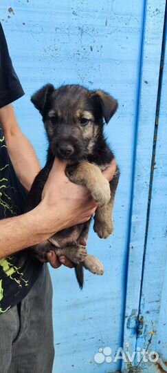 Щенки бесплатно