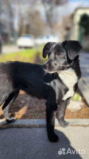 Собака в добрые руки