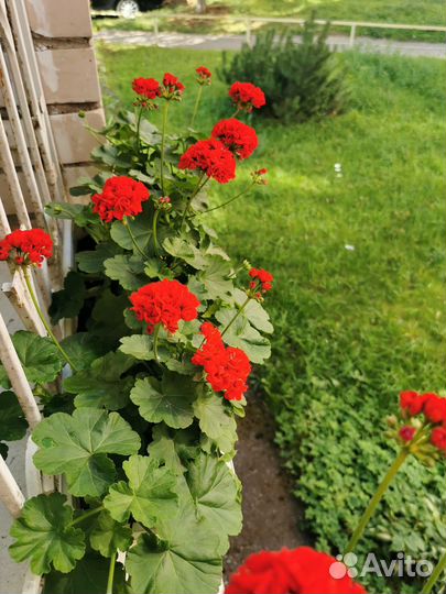 Герань пеларгония