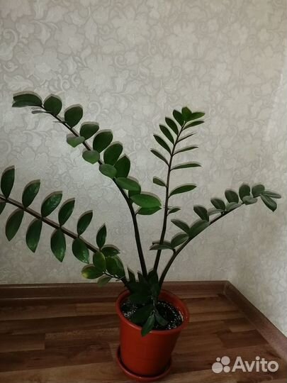 Замиокулькас долларовое дерево