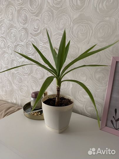 Юкка пальма