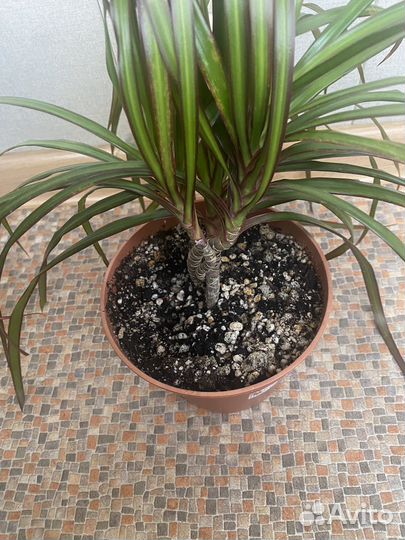 Драцена три ствола