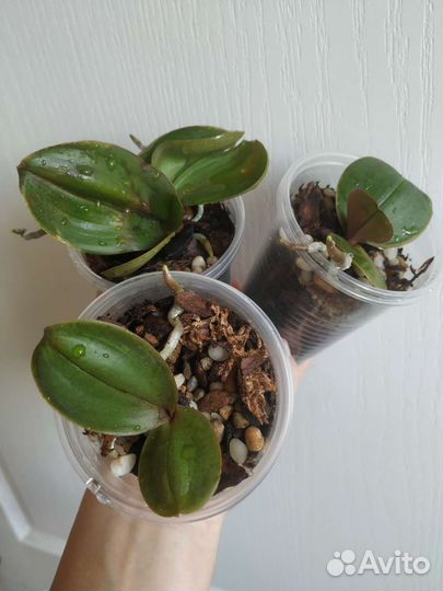 Орхидея мультифлора