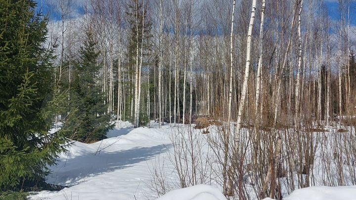 Участок 9 сот. (СНТ, ДНП)