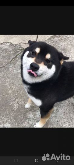 Собака вязка