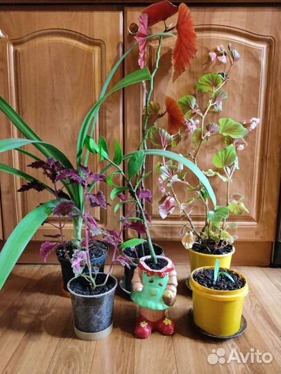 Комнатные растения