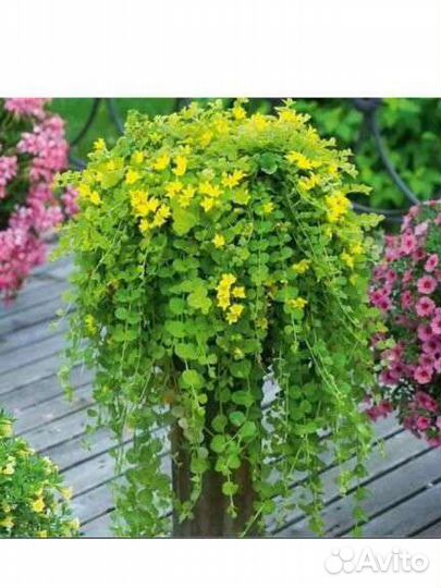 Вербейник монетчатый