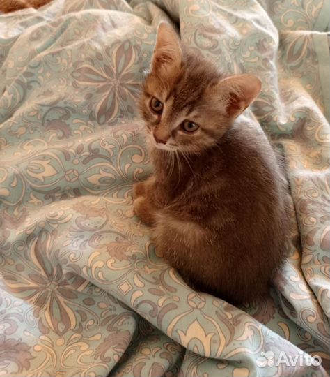 Кошечка в добрые ручки