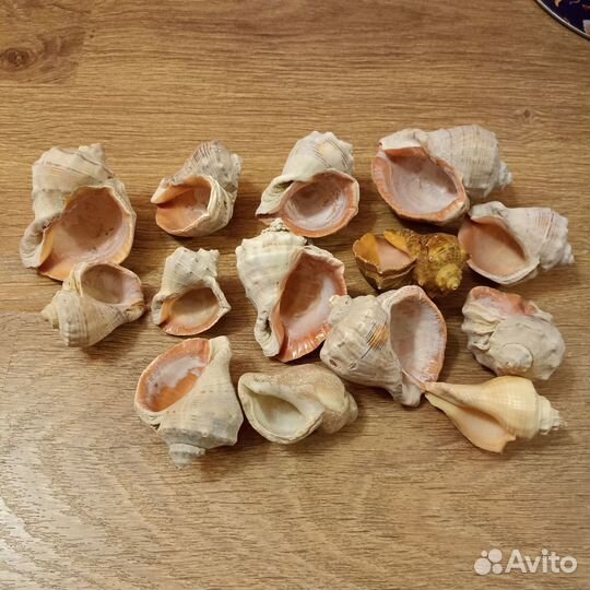 Морские ракушки раковины