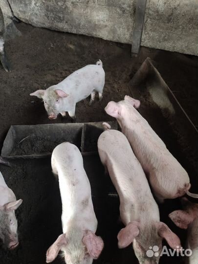 Поросята