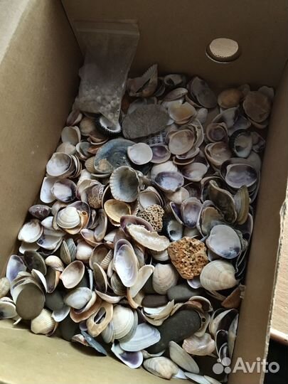 Ракушки морские набор