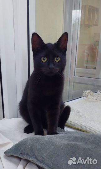 Котёнок девочка, 4 мес