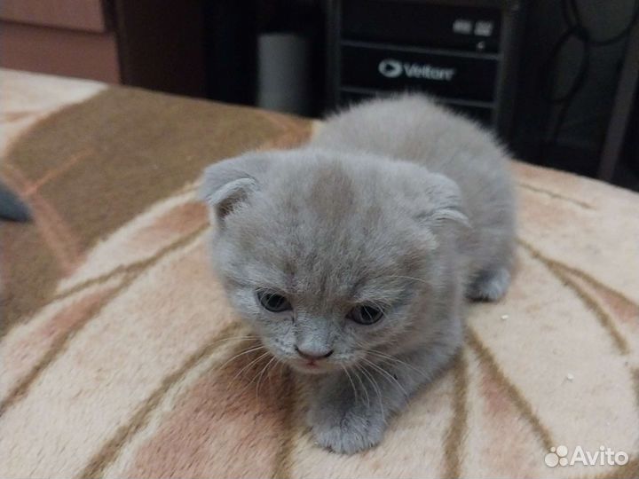 Британские вислоухие