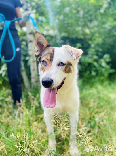 Собака друг и охраник ишет дом