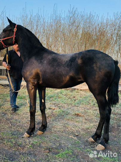 Кобылка Орловская