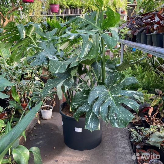 Монстера сортовая из питомника растений