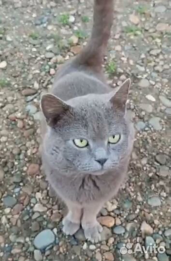 Котята отдам в добрые руки бесплатно