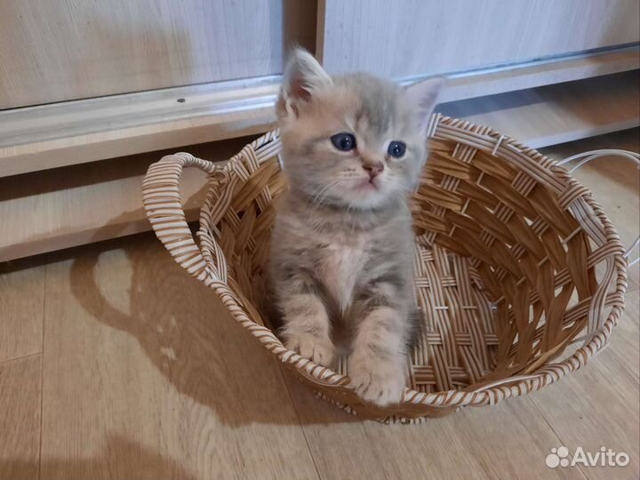 Шотландский котик