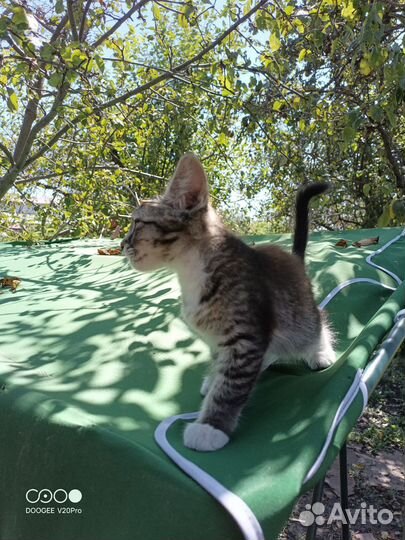 Отдам котенка в добрые